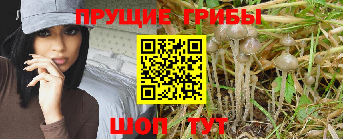 Псилоцибиновые грибы ЛСД  Кузнецк  Галлюциногенные грибы MAGIC MUSHROOMS 